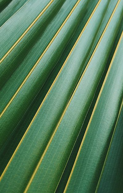 Close up of fern